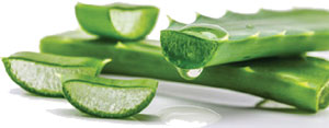 Suntree Moisturizing Face Cream