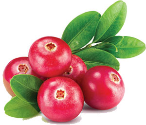 Suntree Moisturizing Face Cream